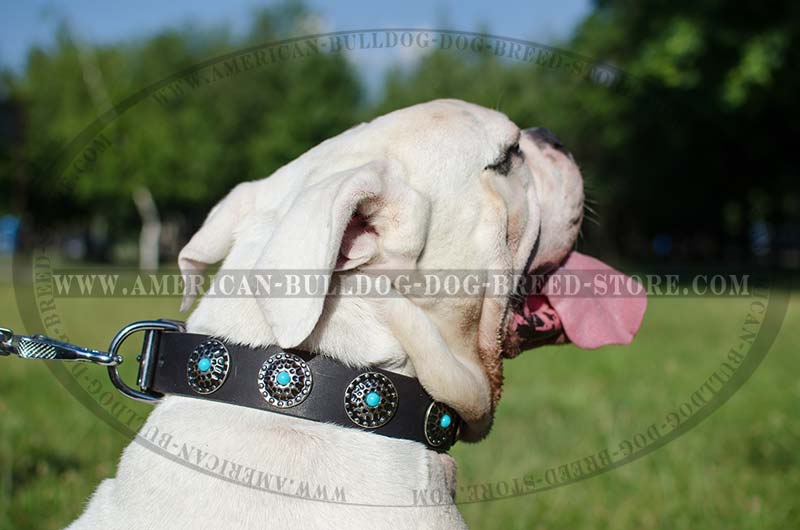 Labrador Luxury Leather Collar With blue Stones