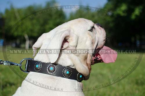 Genuine Leather Collar for Fashionable Walking