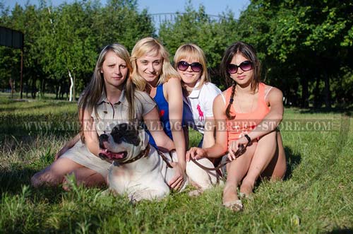 Leather American Bulldog Collar with Caterpillar Studs