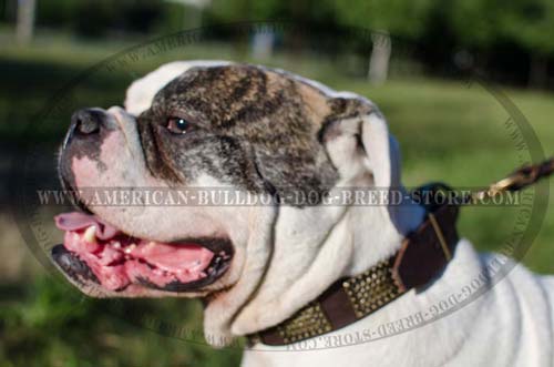 Leather American Bulldog Collar with Unique Plates
