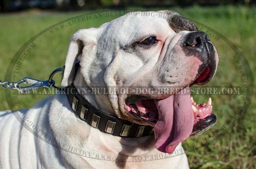Studded Leather American Bulldog Collar
