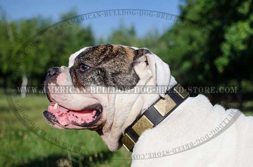 Studded Leather Collar for American Bulldog