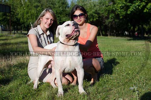 Fashionable Leather American Bulldog with Large Plates 