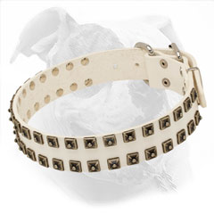 Studded Leather Collar for American Bulldogs