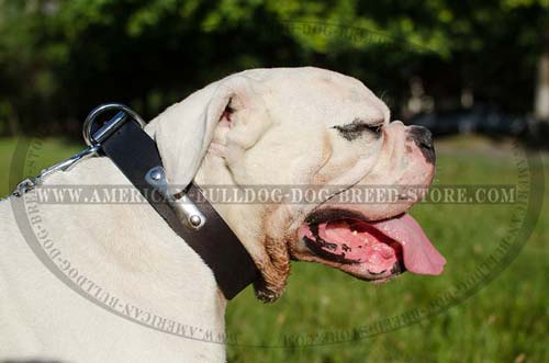 American Bulldog Identification Collar