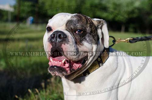 Gorgeous Leather Collar Studded for Fashion Walks