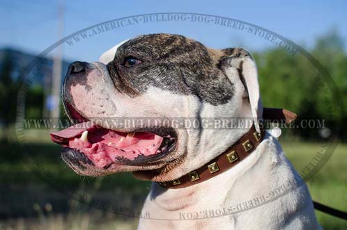 Studded Leather Collar for American Bulldog