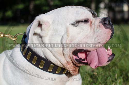 Studded Leather Collar for American Bulldog Walks