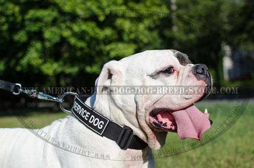Any Weather Collar for American Bulldog