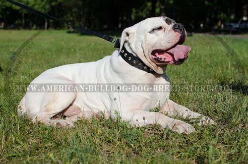 American Bulldog Nylon Collar with Silvery Pyramids