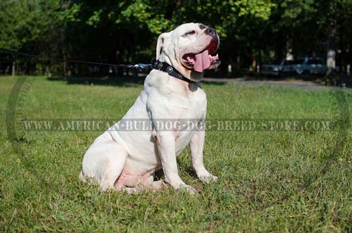 Fashion Nylon Collar for American Bulldog Walking