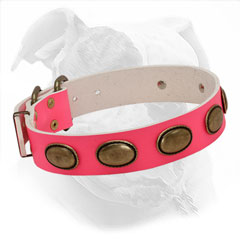 American Bulldog Pink Leather Collar with Brass Oval Plates