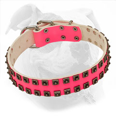 Studded Pink Leather Collar to Walk and Train American Bulldog