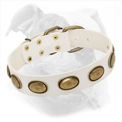 Quality Equipment for American Bulldogs
