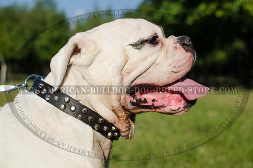 Studded Leather Collar for American Bulldogs