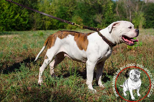 Braided Leather Choke Collar for American Bulldog 