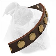Brass Studs Attached to Leather American Bulldog Collar