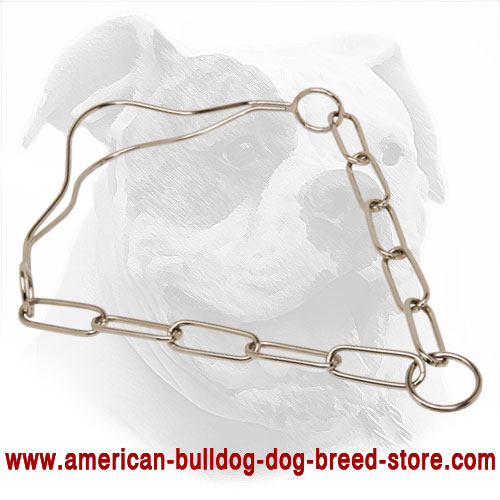  Metal Dog Show American Bulldog Collar
