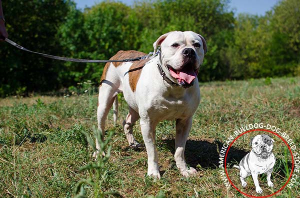 Extra Comfortable Leather American Bulldog Collar