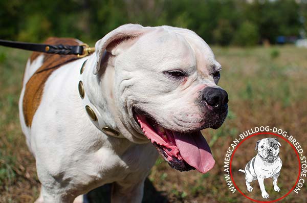 American Bulldog Collar with Goldish Oval Plates on White Leather