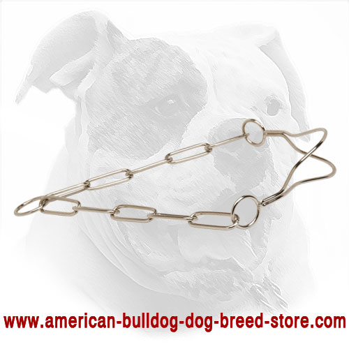 Chrome Plated American Bulldog Collar