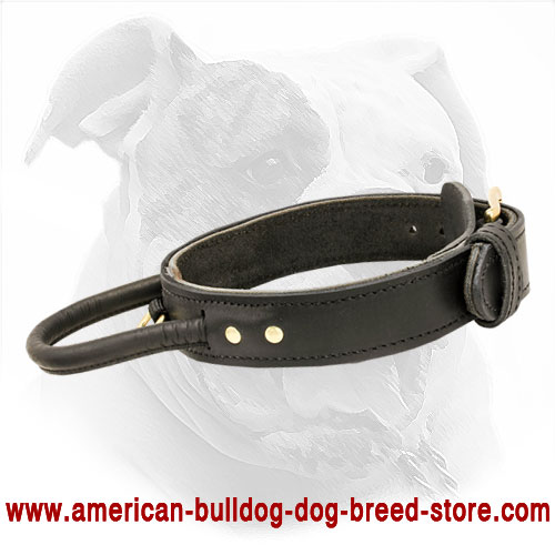 Gold Scroll Garnet 2 Inch Masterpiece Dog Collar