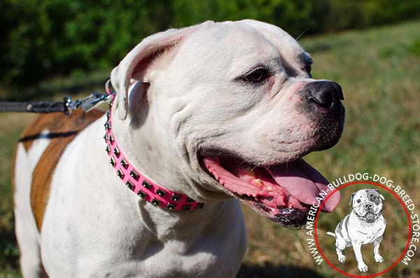Fashionable Leather American Bulldog Collar with Old Style Pyramids