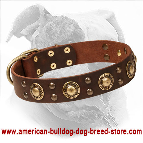  Leather American Bulldog Collar Decorated with Circles