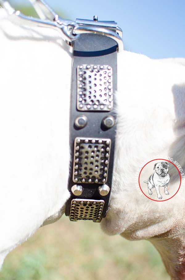 Top Notch Dog Collar with Vintage Decorations
