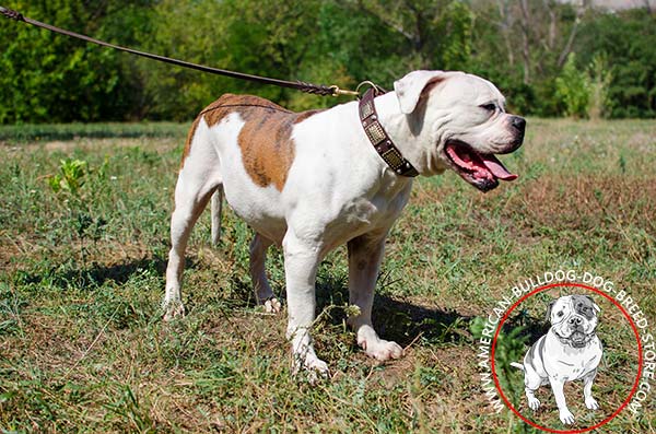 Stylishly Adorned Leather  American Bulldog Collar