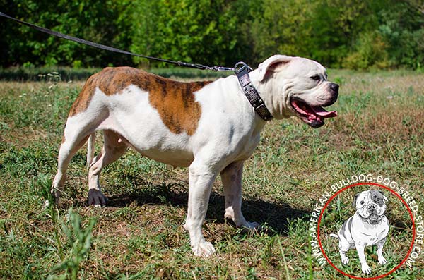 Extraordinary Leather Dog Collar for American Bulldog