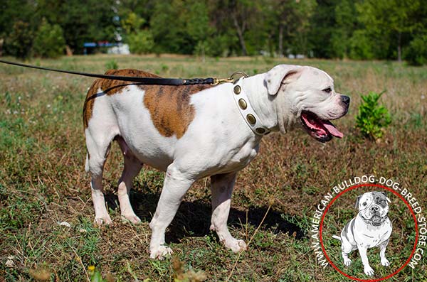 White Leather Collar for American Bulldog