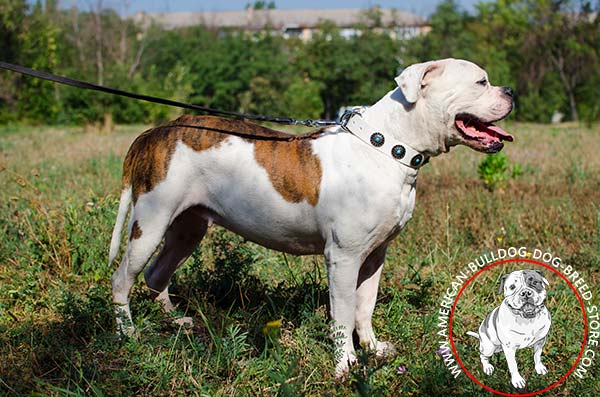 White American Bulldog Collar for Stylish Walking