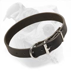 Leather Collar for walking and training American Bulldog