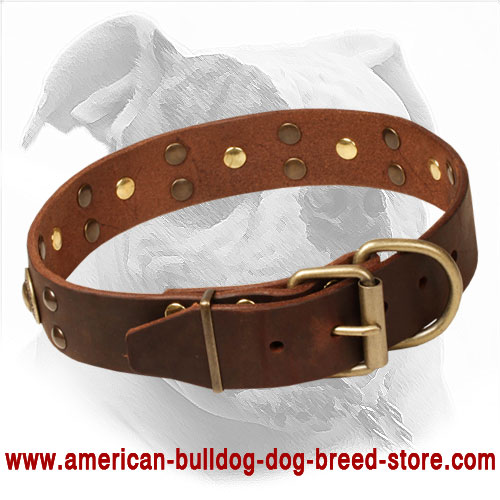 Adjustable Leather American Bulldog Collar