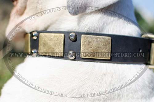 Quality Leather Collar for Stylish Walking