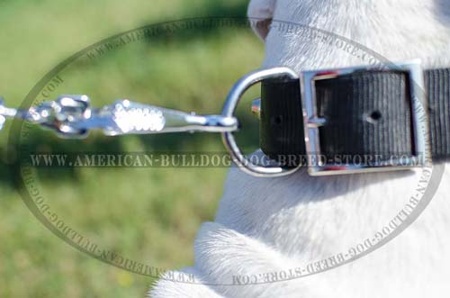 Strong Corrosion Resistant Ring for Leash Attachment