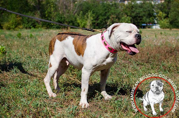 Decorated Leather American Bulldog Leather Collar for She-Dog