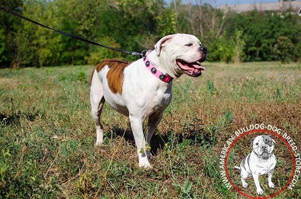 Extraordinary Design  Pink Leather Collar for American Bulldog