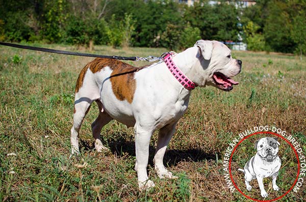 Pink Studded American Bulldog Collar of Soft Leather