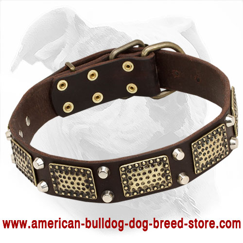  Leather American Bulldog Collar