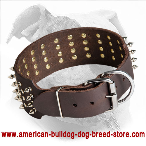 Leather American Bulldog Collar