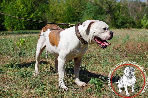 Leather American Bulldog Collar with Massive Plates and Cones
