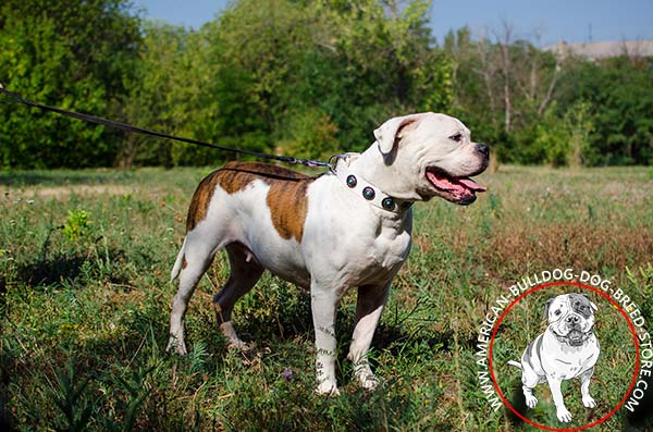White Leather American Bulldog Collar with Elegant Decor