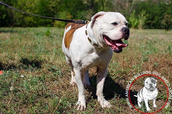 Stylish White American Bulldog Collar with Brass Oval Plates