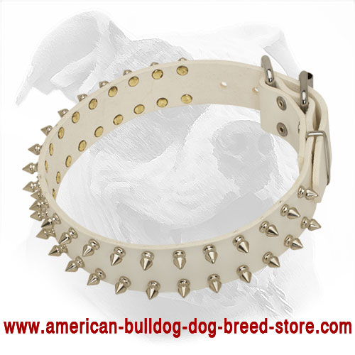 Decorated Leather American Bulldog Collar