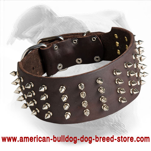  Wide Leather American Bulldog Collar