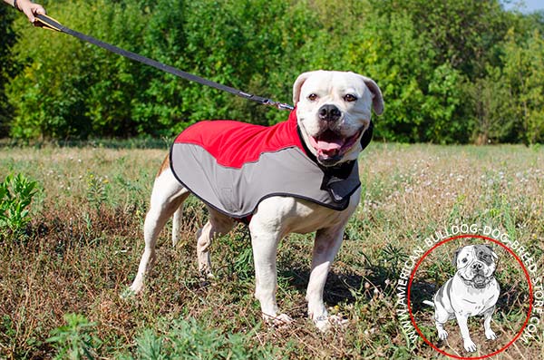 American Bulldog Nylon Vest with Reliable Velcro