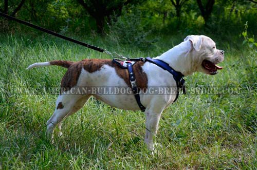 Widely chosen hand-painted American Bulldog harness