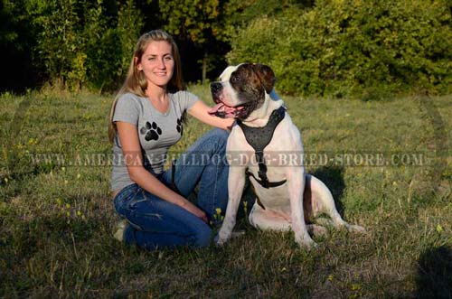 Safe gear for walking your Bulldog every day